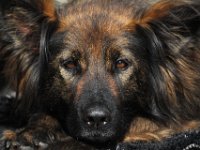 Yarrie  Bes.: Moni Müller : Jame_Yarrie